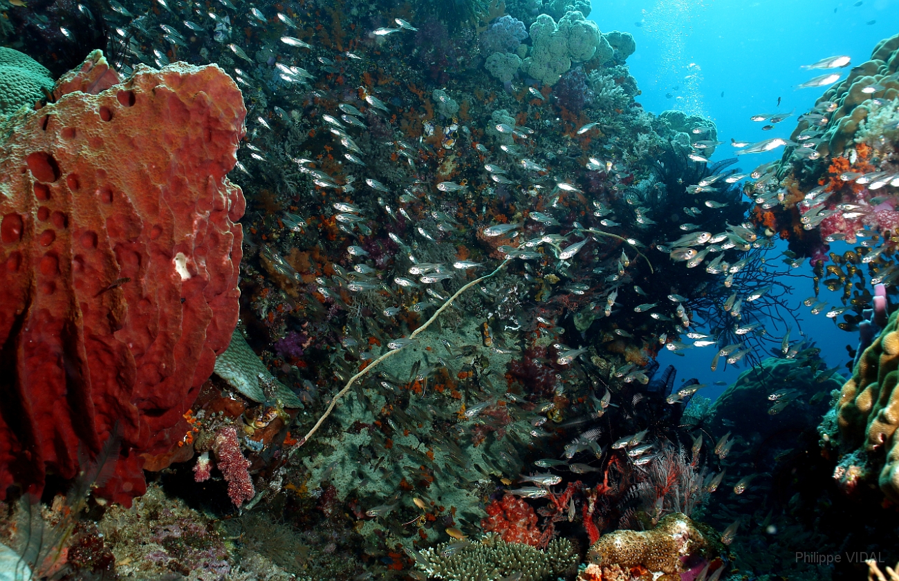 Raja Ampat 2016 - Corail - IMG_4910_rc.jpg